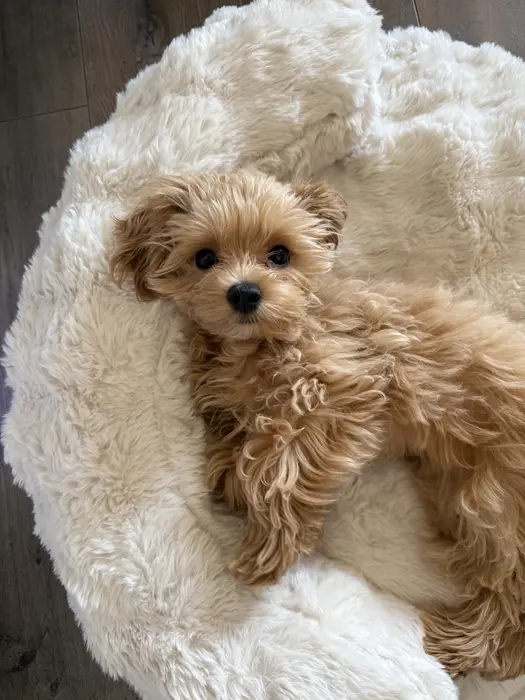 Toby ( tobythetoymaltipoo )