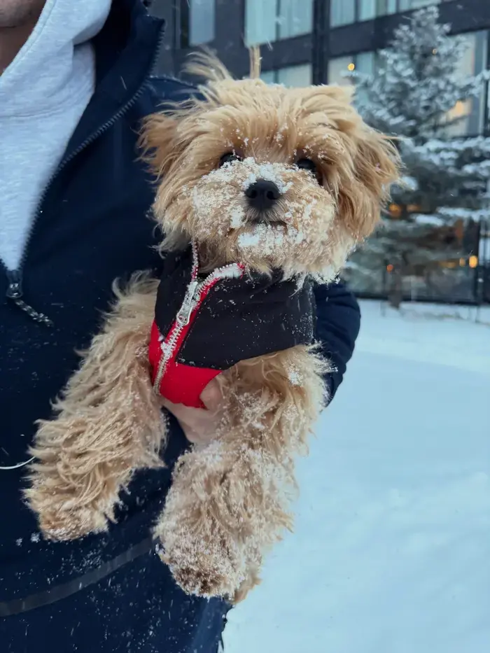Toby ( tobythetoymaltipoo )
