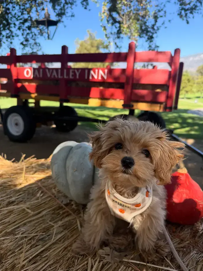 Toby ( tobythetoymaltipoo )