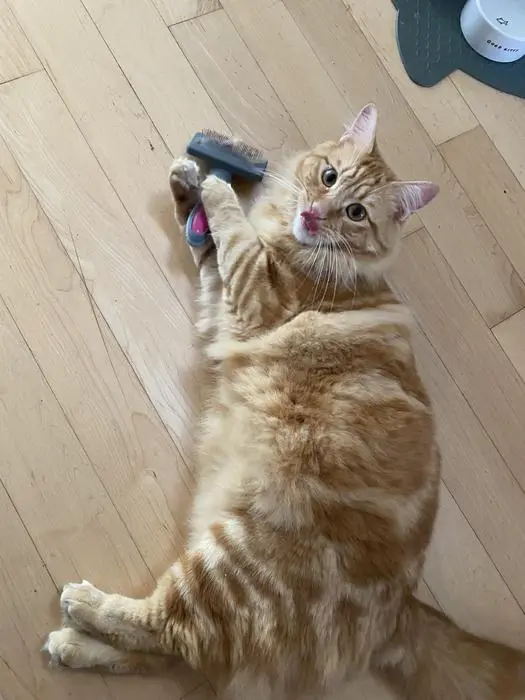 Tumi ( tumi )