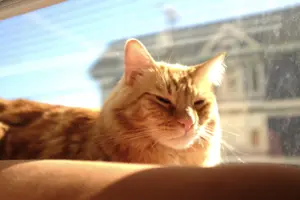 Tumi