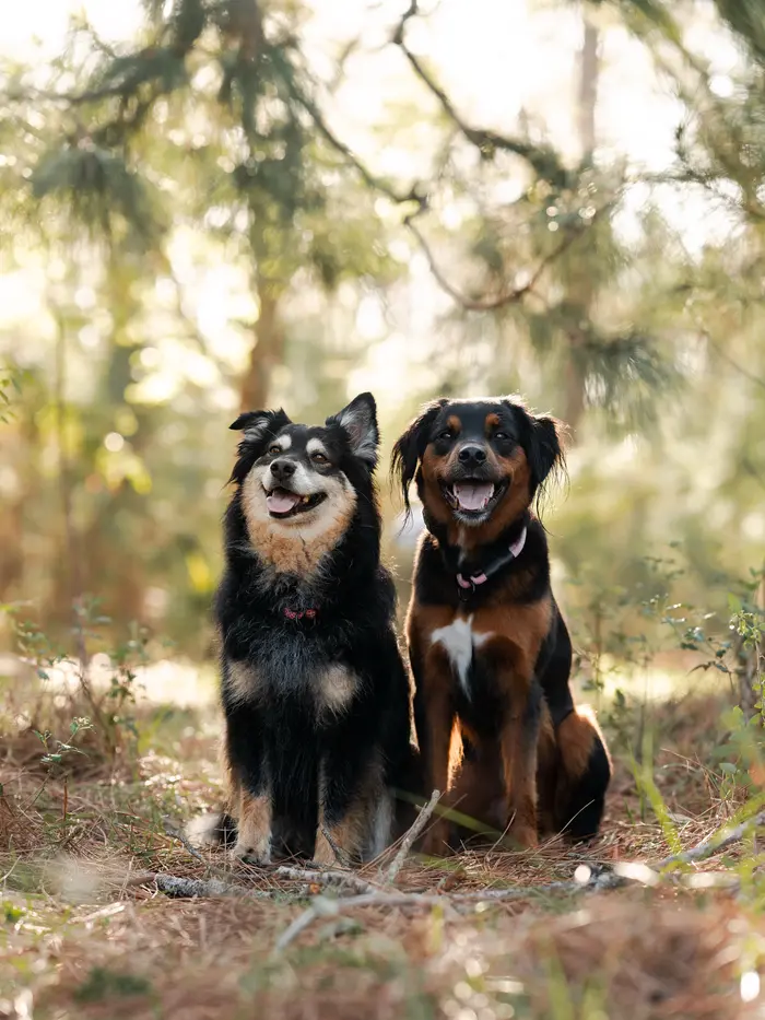 Ally Cooke ( wanderlustwithdogs )