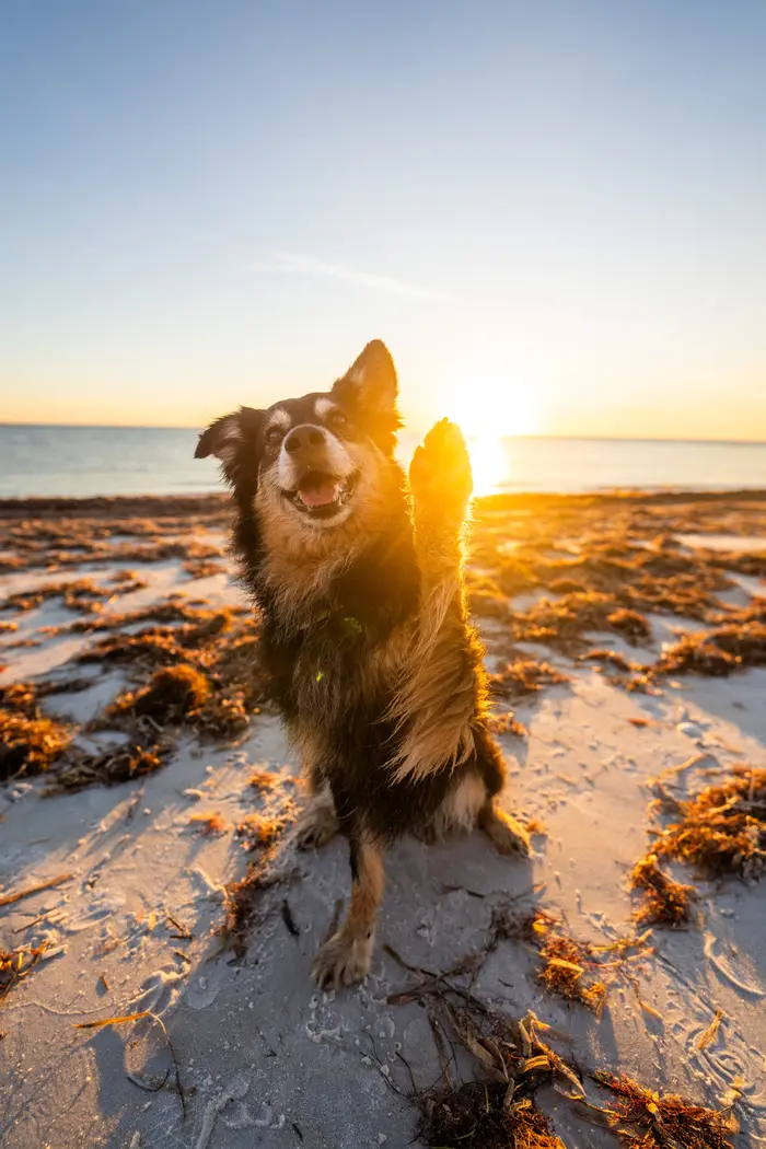 Ally Cooke ( wanderlustwithdogs )