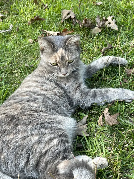 Wendy Mcgee ( wendymcgeecatmom )