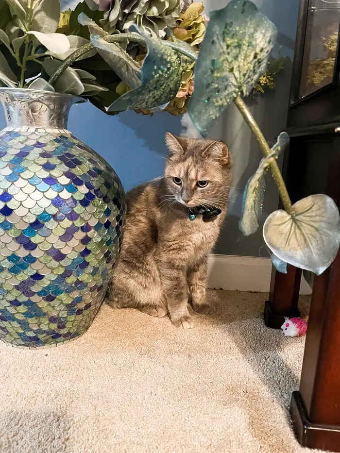 Wendy Mcgee ( wendymcgeecatmom )