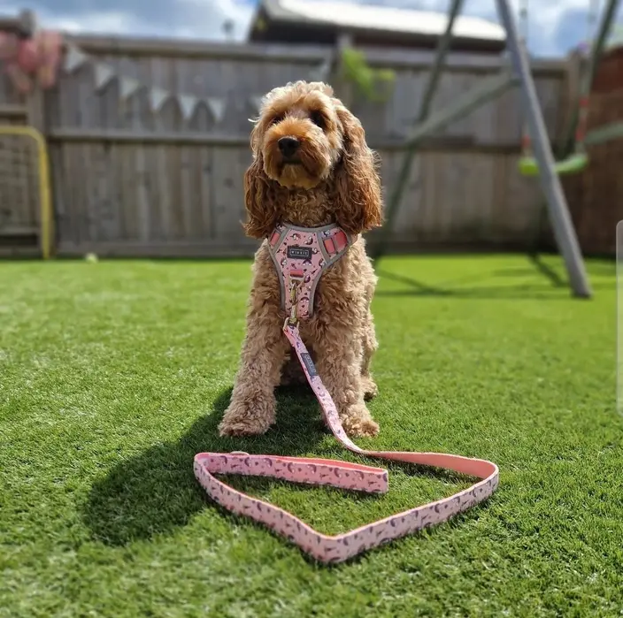 Emma Starkey ( willowcockapoo )