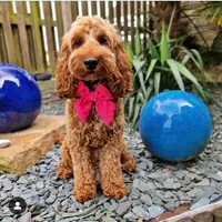 Emma Starkey ( willowcockapoo )